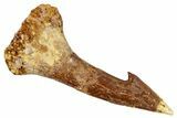 Fossil Sawfish (Onchopristis) Rostral Barb - Morocco #273348-1